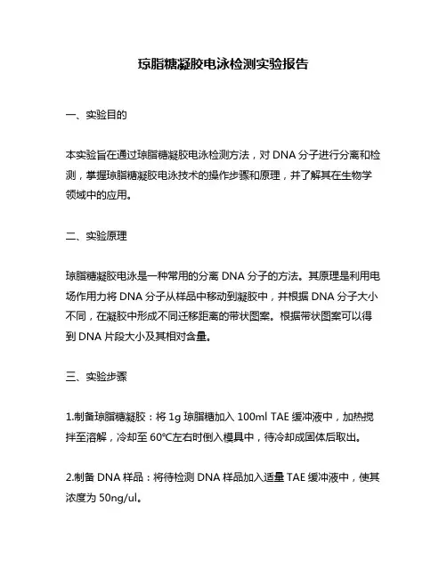 琼脂糖凝胶电泳检测实验报告