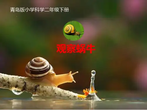 青岛版科学二年级下册《观察蜗牛》课件