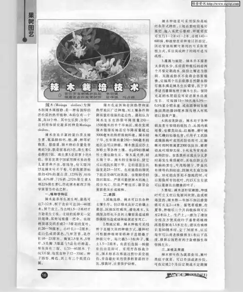 辣木栽培技术