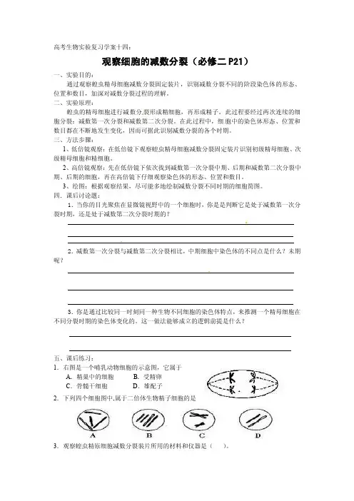 高考生物实验复习学案14：观察细胞的减数分裂