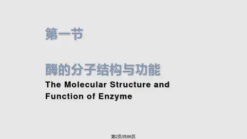 酶学习课件学习.pptx