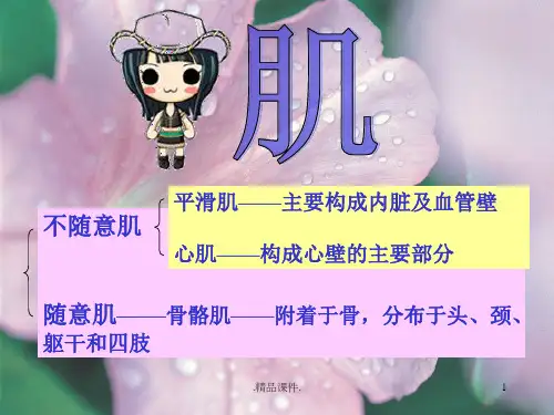 实用解剖学—骨骼肌最新.ppt