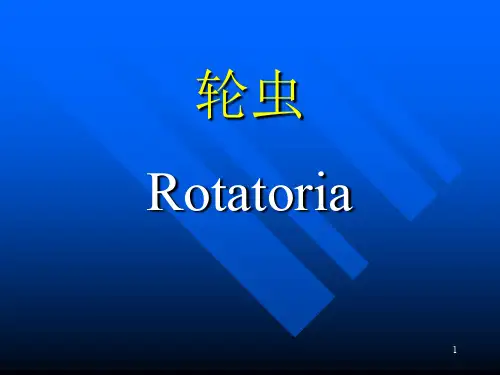 轮虫PPT演示课件