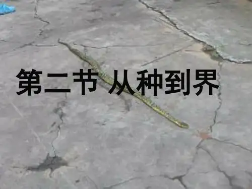 第二节从种到界PPT课件