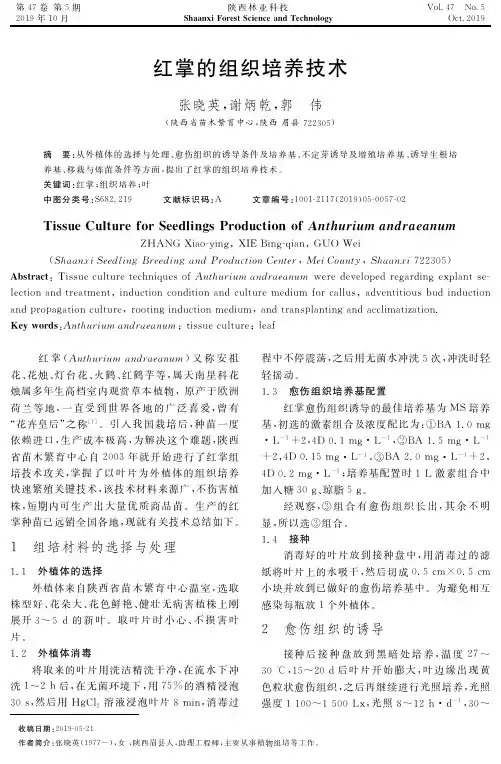 红掌的组织培养技术