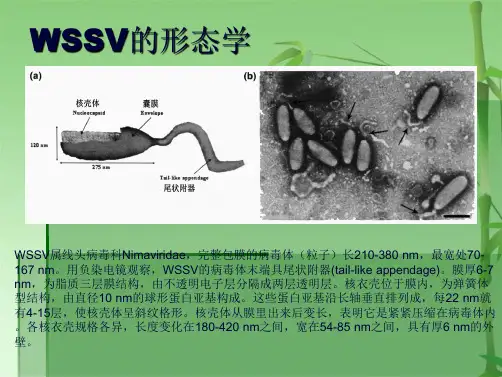 对虾养殖生物学(共21张PPT)