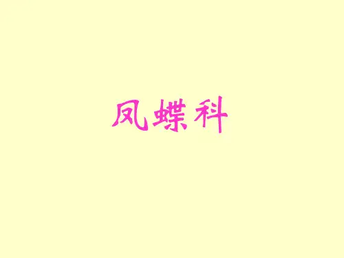 世界名蝶鉴赏