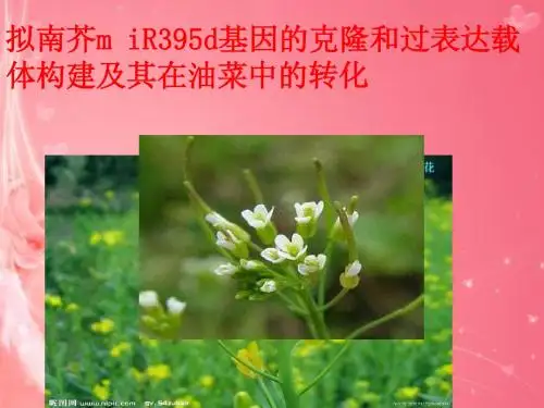 拟南芥基因的克隆和在油菜花中的表达