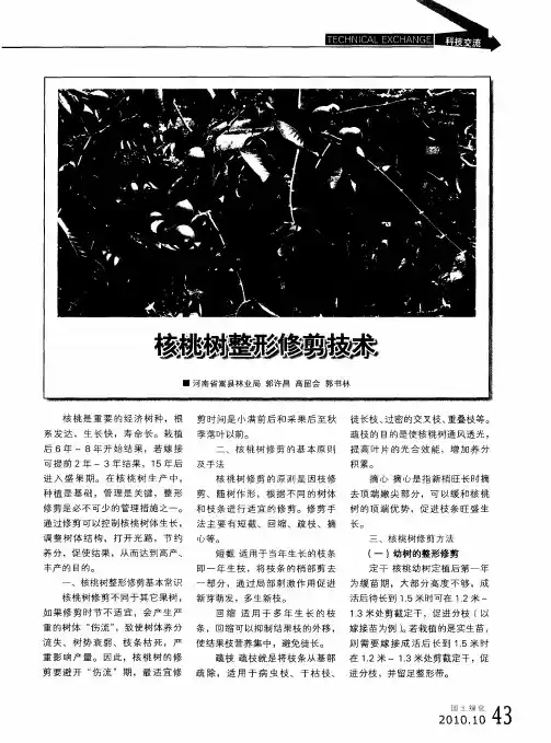 核桃树整形修剪技术