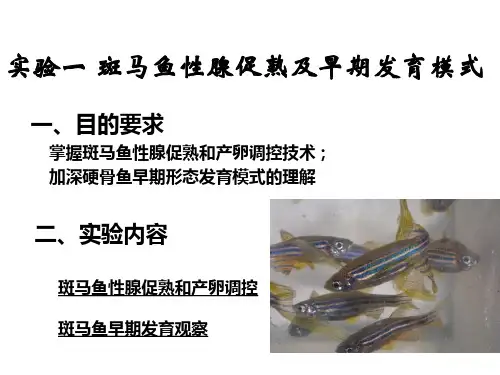 实验三 斑马鱼促性腺成熟机器早期发育模式