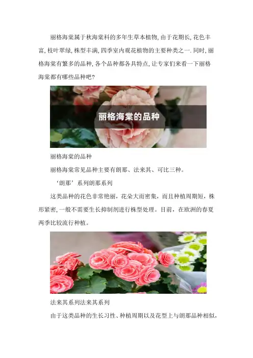 丽格海棠的品种