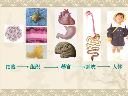 有丝分裂ppt课件