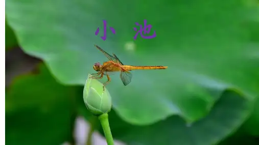 一年级下语文课件-12 古诗二首 小池 人教部编版 (共26张PPT)【推荐】