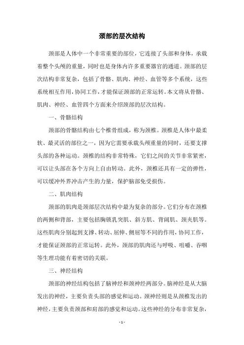 颈部的层次结构
