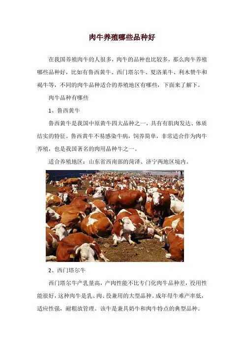 肉牛养殖哪些品种好