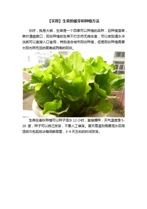 【实用】生菜的催芽和种植方法