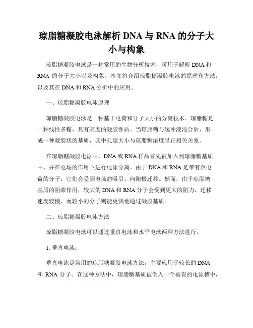 琼脂糖凝胶电泳解析DNA与RNA的分子大小与构象