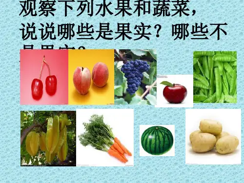 最新苏教小学科学三年级下《2.1 果实和种子》PPT课件 (4) 