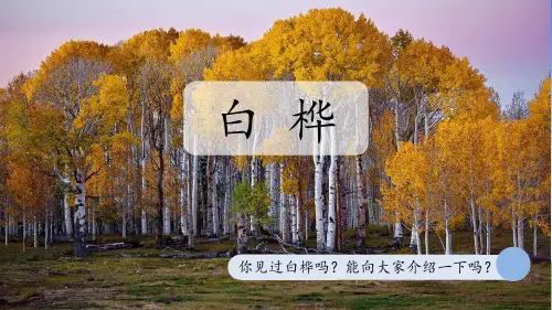 部编版语文四年级下册11《白桦》第1课时课件(共23张PPT)
