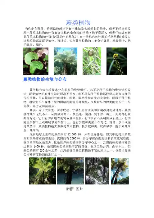 蕨类植物