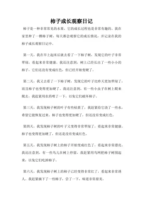 柿子成长观察日记