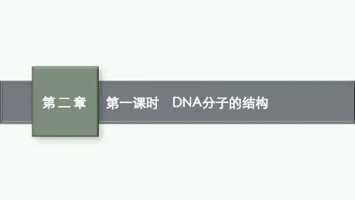 苏教版高中生物学必修2精品课件 第二章 遗传的分子基础 第二节 第一课时 DNA分子的结构