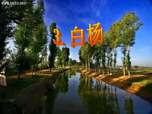人教版五年级语文下册《白杨》课件PPT_(1)