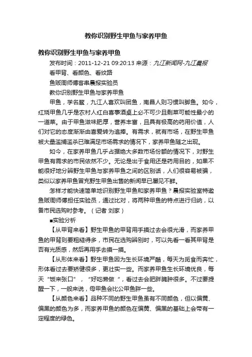 教你识别野生甲鱼与家养甲鱼