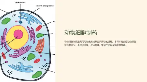《动物细胞制药》课件