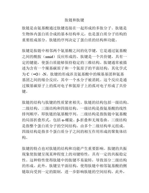 肽链和肽键