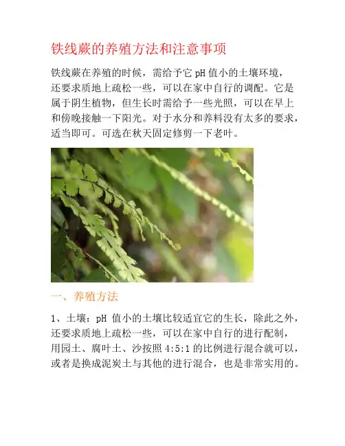 铁线蕨的养殖方法和注意事项