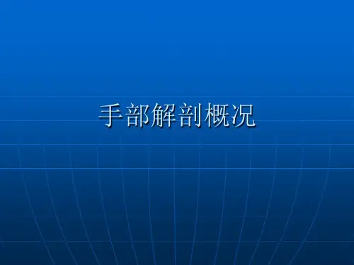 手部解剖概况