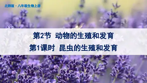 《动物的生殖和发育》PPT课件 北师版生物