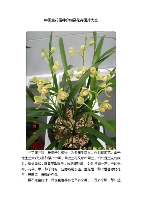 中国兰花品种介绍及花卉图片大全