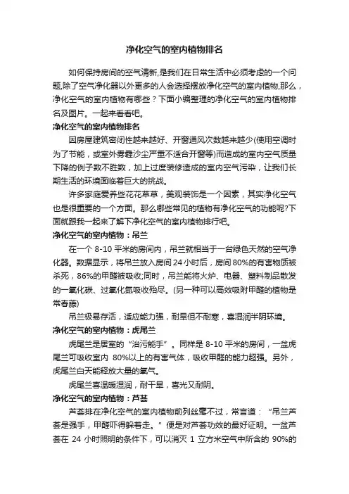 净化空气的室内植物排名