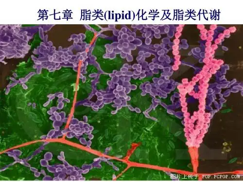 第七章脂类(lipid)化学及脂类代谢概要
