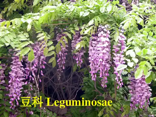 药用植物学课件-豆科芸香科大戟科五加科伞形科