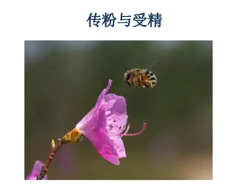 济南版八上4.2.2传粉和受精 课件 (共22张PPT)