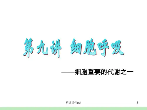 《细胞呼吸》PPT课件 (2)