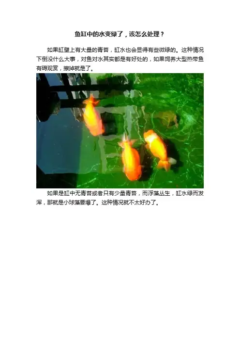 鱼缸中的水变绿了，该怎么处理？