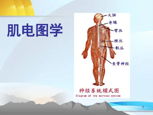 肌电图学PPT课件