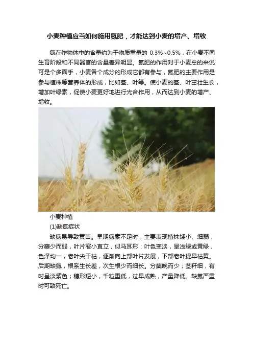 小麦种植应当如何施用氮肥，才能达到小麦的增产、增收