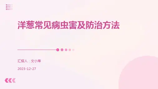 洋葱常见病虫害及防治方法