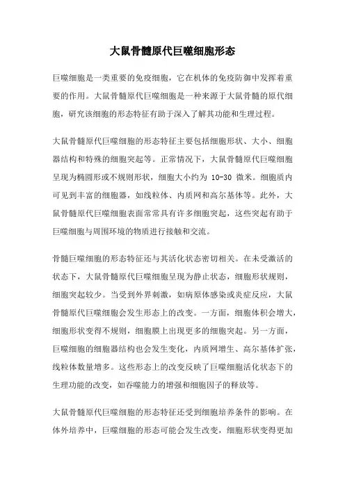 大鼠骨髓原代巨噬细胞形态