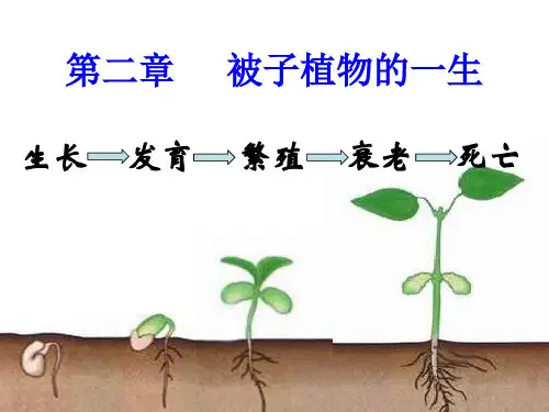 鲁科版生物六年级下册3.2.1《种子的萌发》课件3 (共16张PPT)