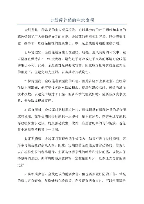 金线莲养殖的注意事项