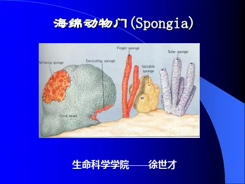 海绵动物门专业知识讲座