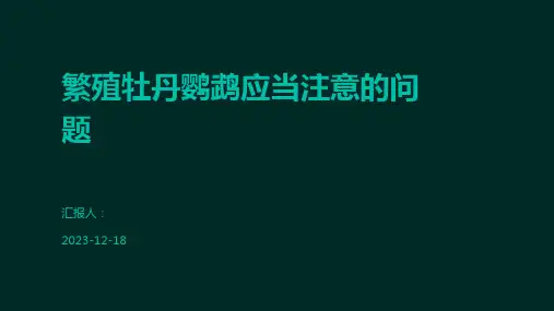 繁殖牡丹鹦鹉应当注意的问题