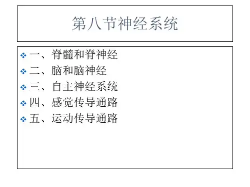 人体解剖学神经系统 医学PPT课件