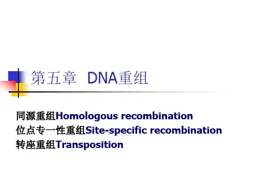 DNA重组培训讲义.pptx